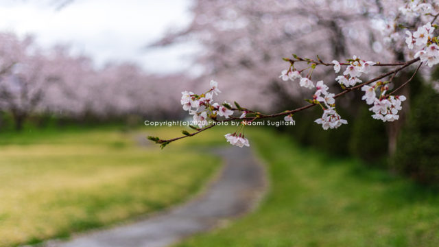 20200424緑地公園