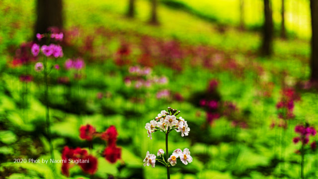 20200531四十八滝種蔵