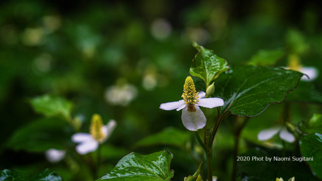 20200613どくだみ