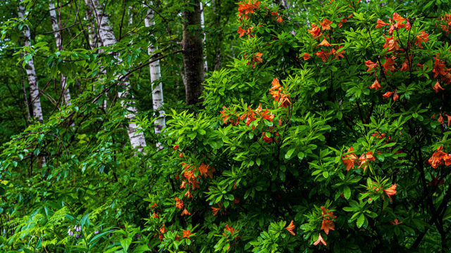 20200614乗鞍高原