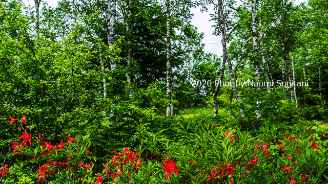 20200627-1子ノ原高原