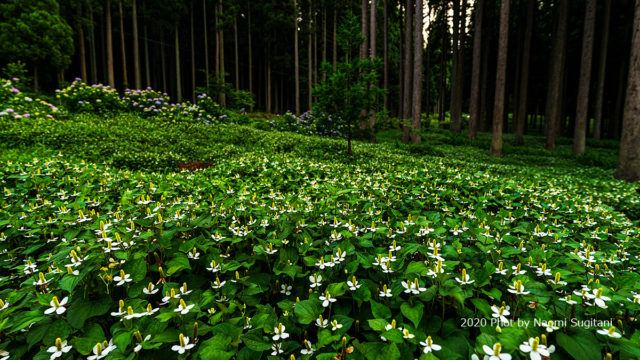 20200627-3ドクダミ