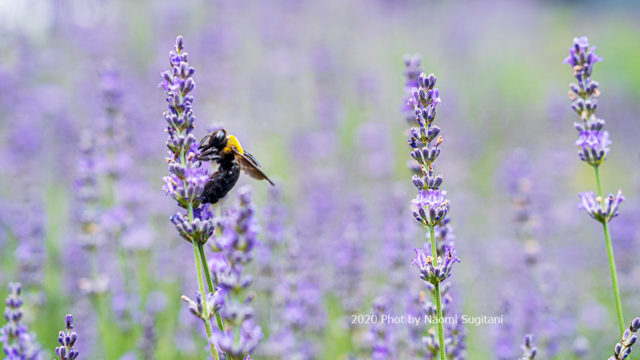 20200719-1ラベンダー
