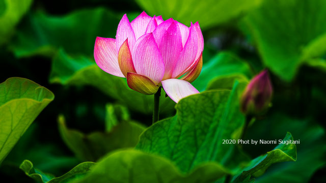 20200724-2蓮