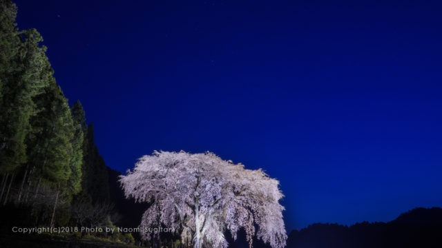 20180403　郡上　櫻