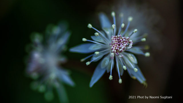 2021.03.07 高山市　セリバオウレン