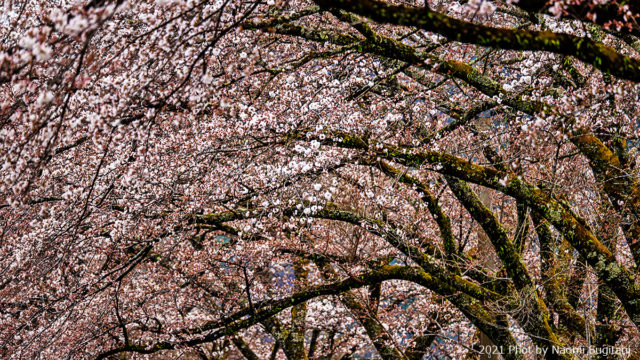 2021.03.27 八坂湖畔の桜