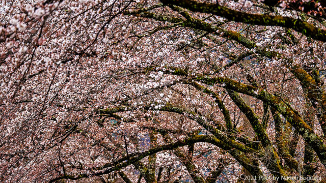 2021.03.27 八坂湖畔の桜