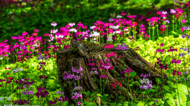 2021.06.05国府クリンソウ