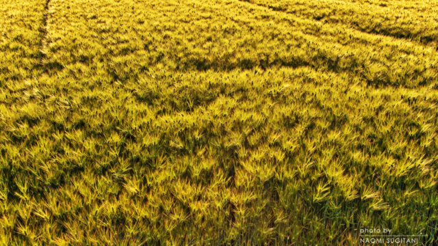 2016.05.22国府　四十八滝
