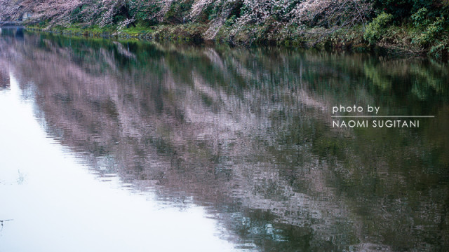 2015.04.05 富山の櫻をアップしました